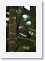 01-Barbados - 12 * Gray Kingbird * Gray Kingbird